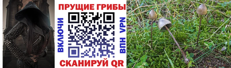 Купить где  Нижнеудинск  Псилоцибиновые грибы Psilocybe 